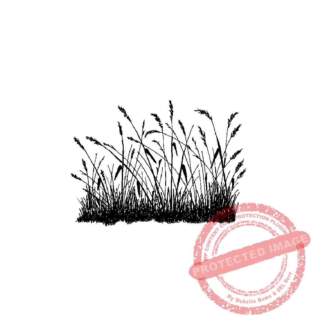 Prairie Grass M1-021 C