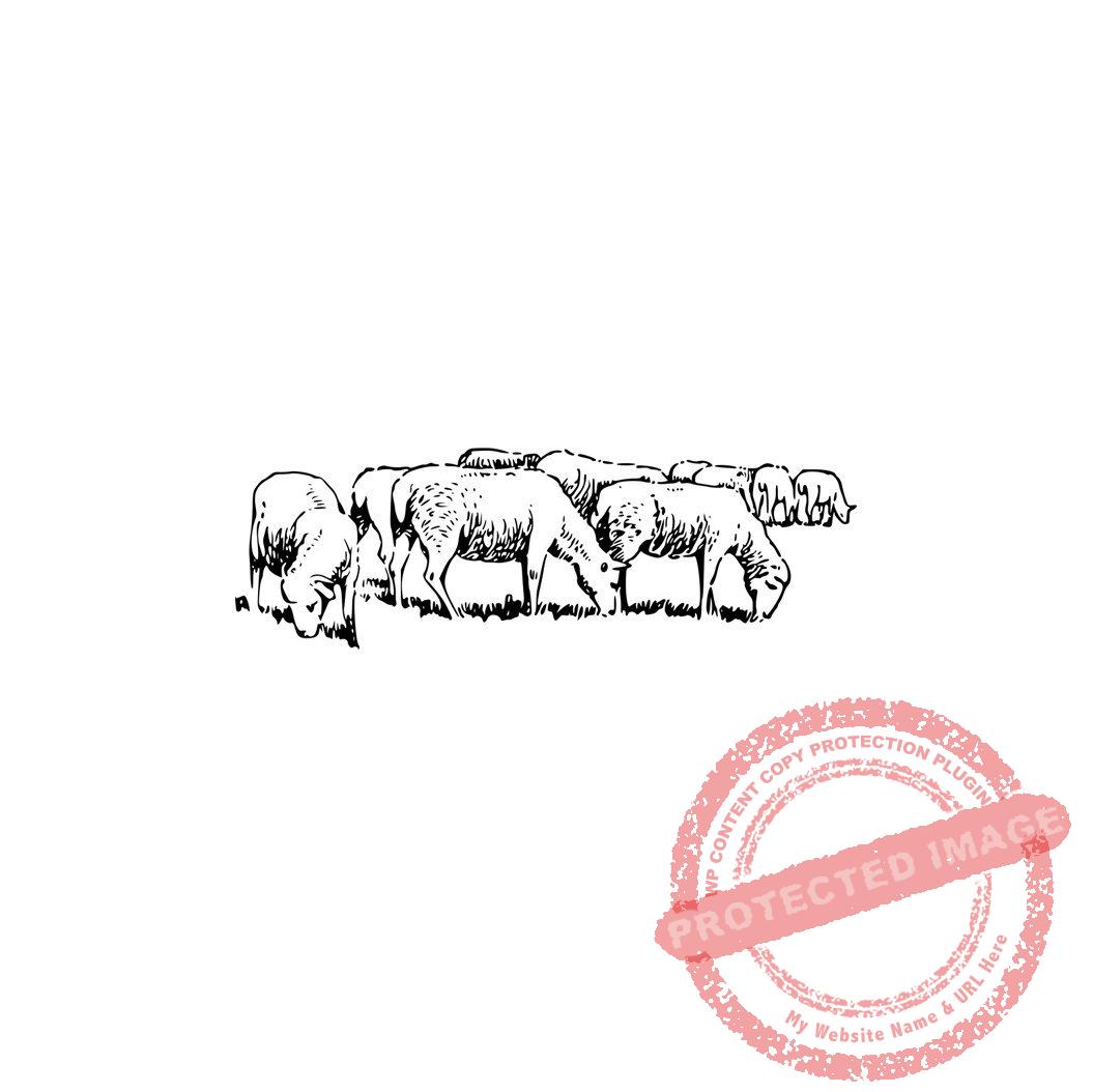 Sheep Grazing T1-007 B