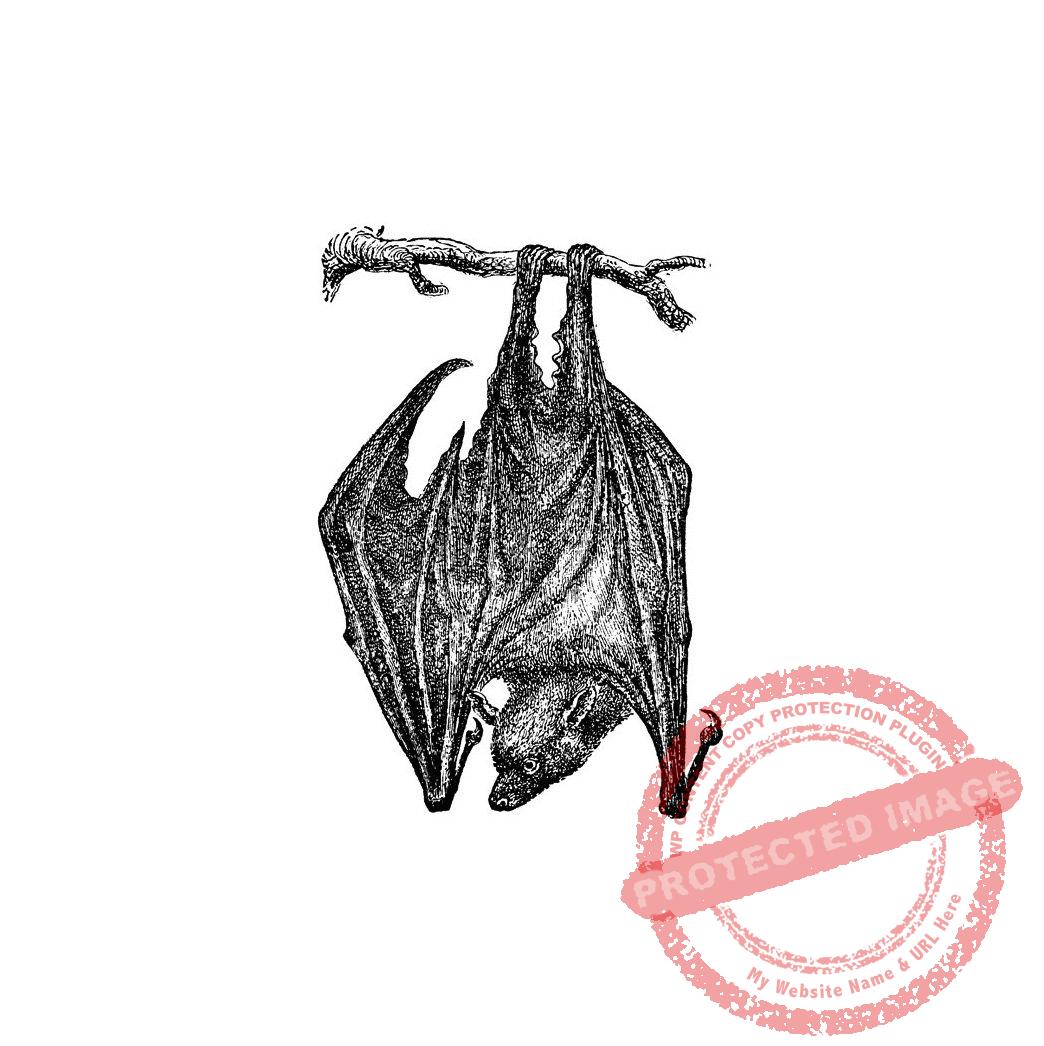 Long Eared Bat Hanging T4-105 B