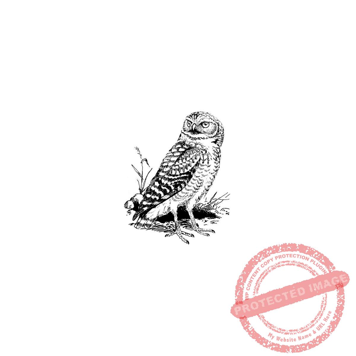 Owl Standing T5-126 C
