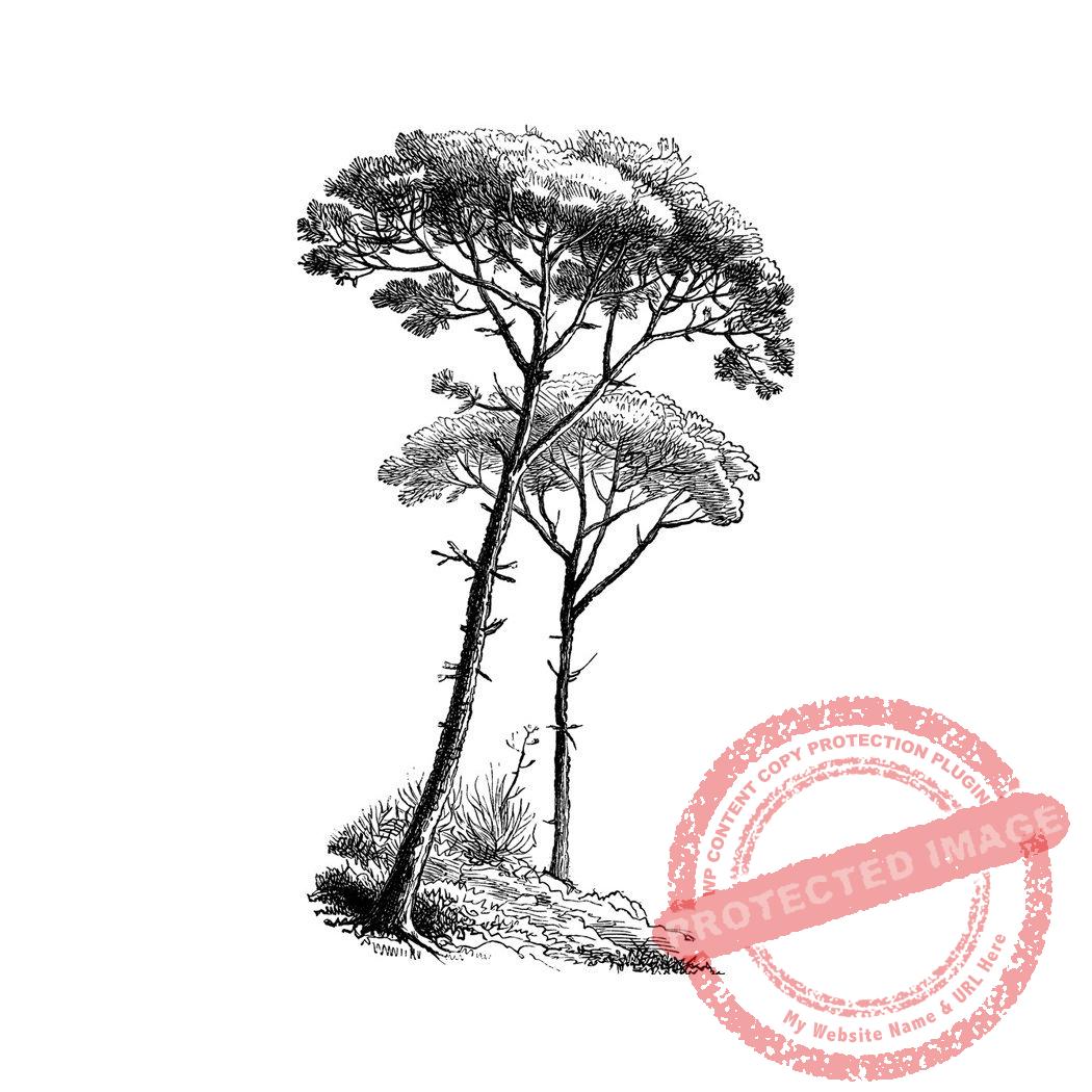Parasol Pine T8-175 E