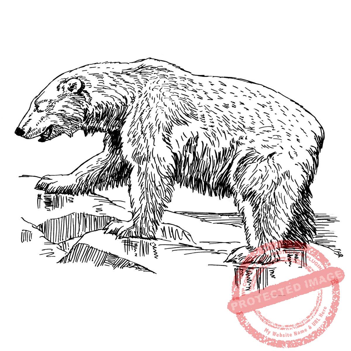 Polar Bear Wet T3-071 C