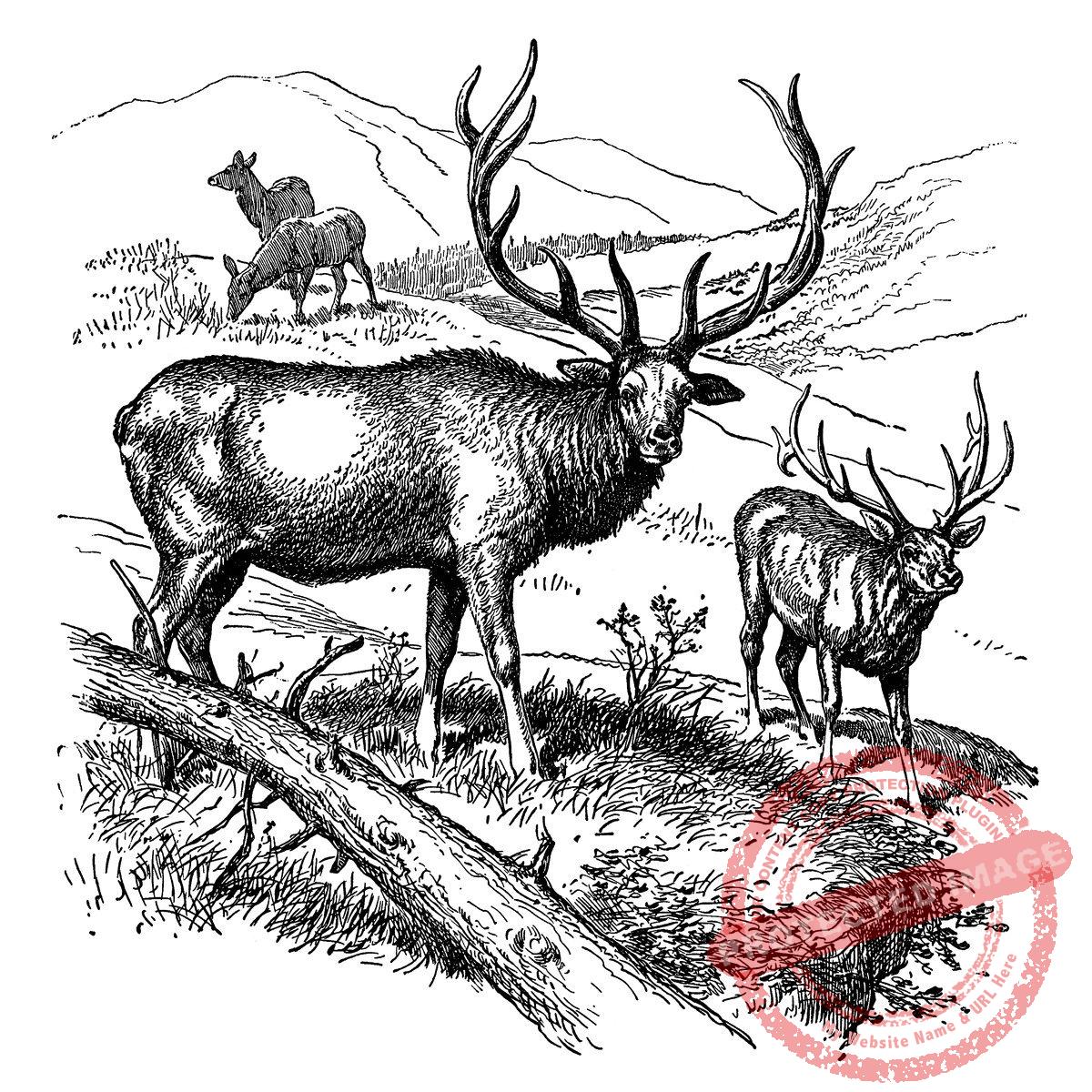 Red Deer T7-156 H