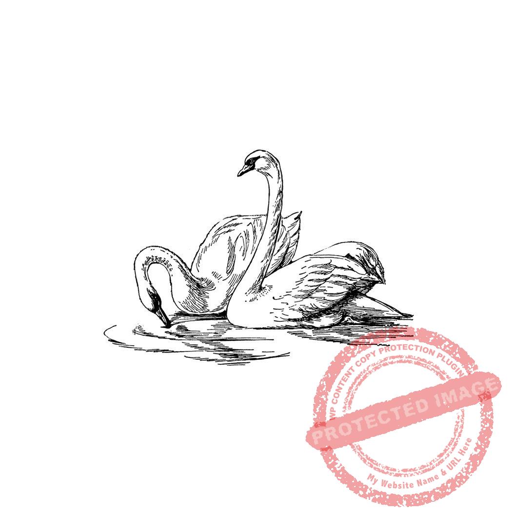Swan Pair T4-101 C