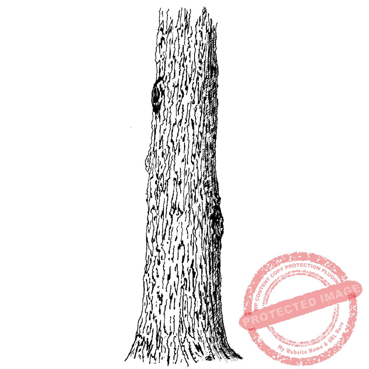 Tree Trunk Wide T5-119 E