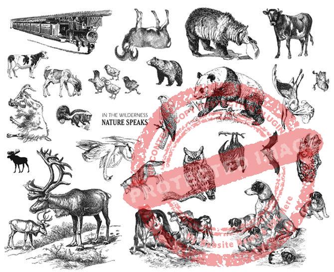Animals, Plate 4