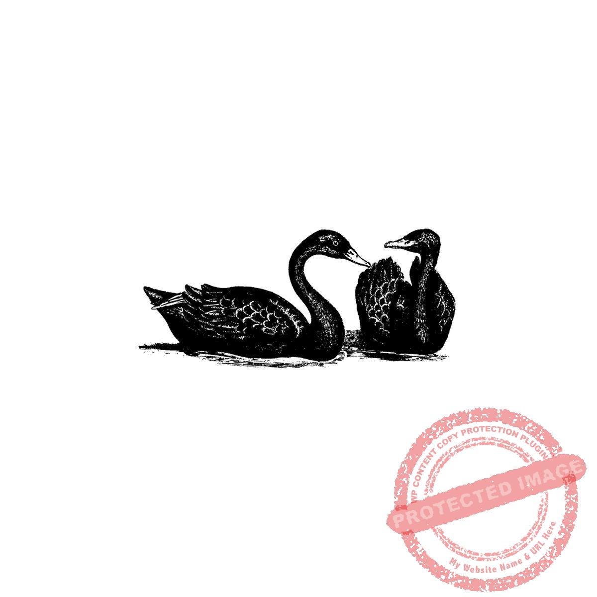 Black Swan Pair T15-325 E