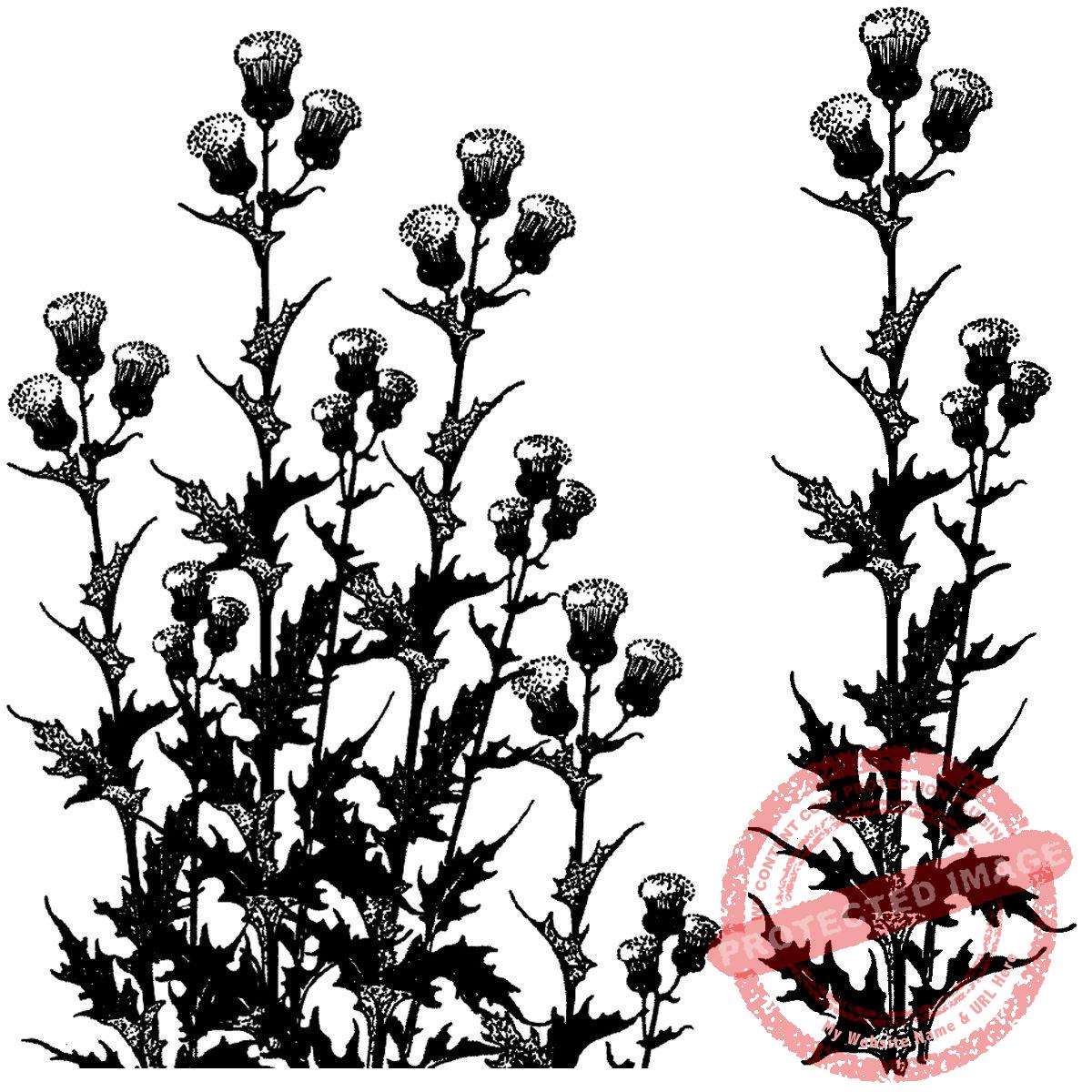 Bold Thistle Set T15-324 F