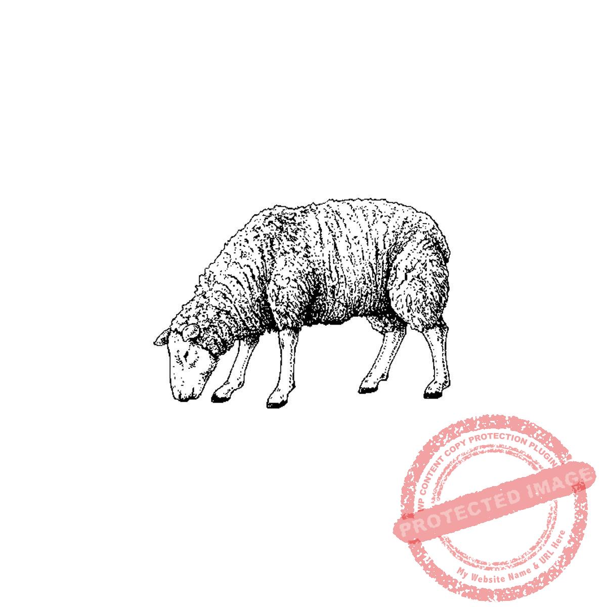 Grazing Ewe, P17-368 C