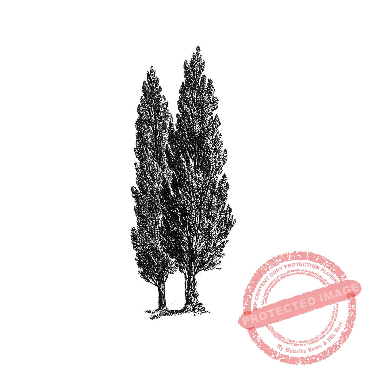 Cypress Trees T15-312 E