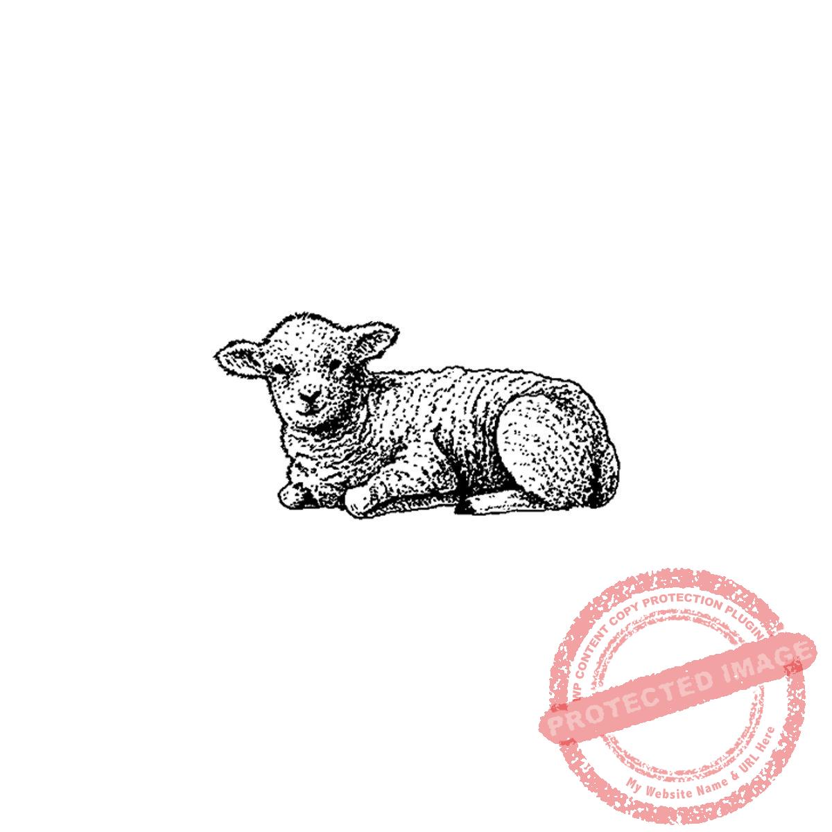 Resting Lamb, P17-366 C