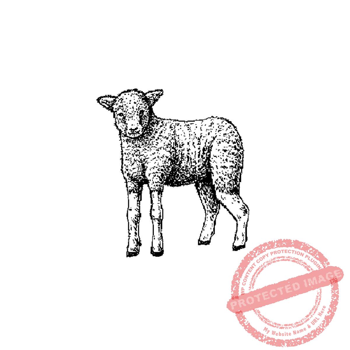 Standing Lamb, P17-367 C