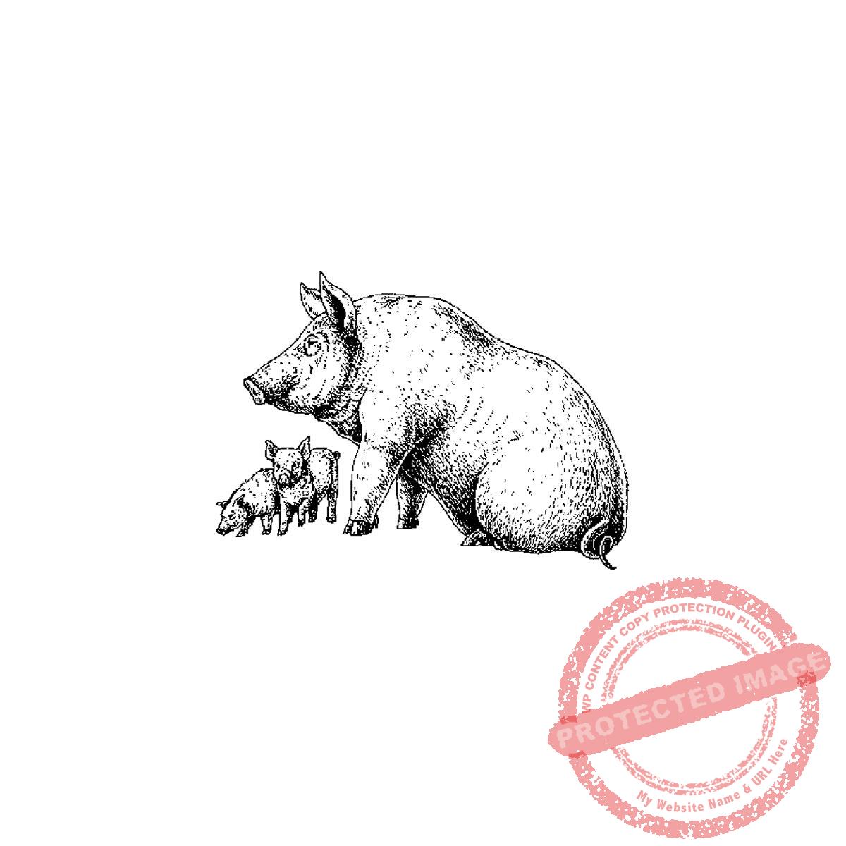 Sow & Piglets, P17-373 C