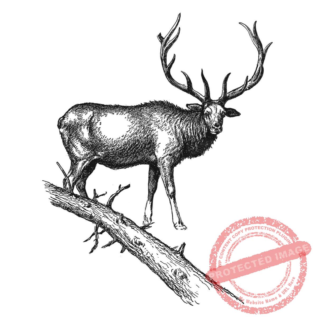Winter Red Deer T14-297 H