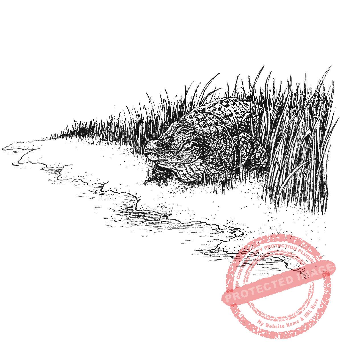 Alligator in Reeds, P20-431 H
