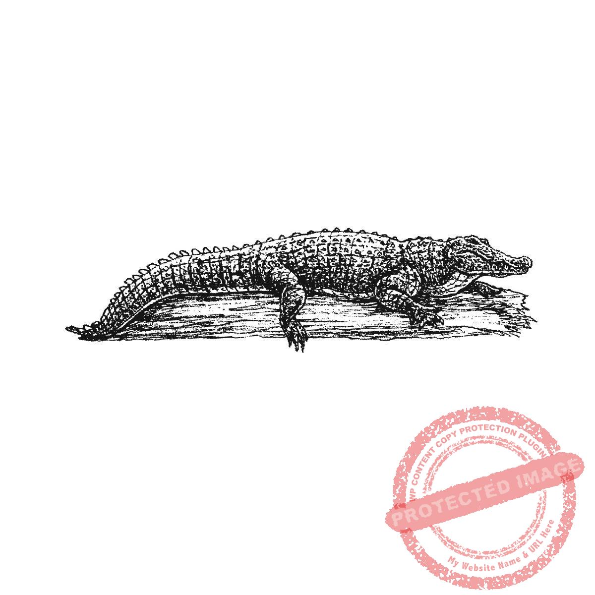Alligator on Log, P21-452 D