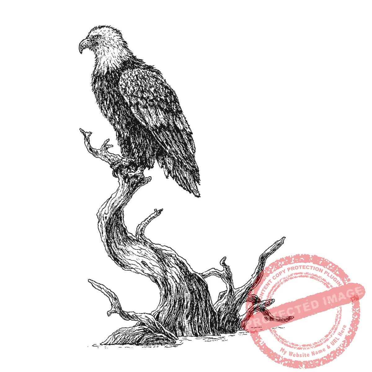 Bald Eagle on Driftwood, P20-430 H