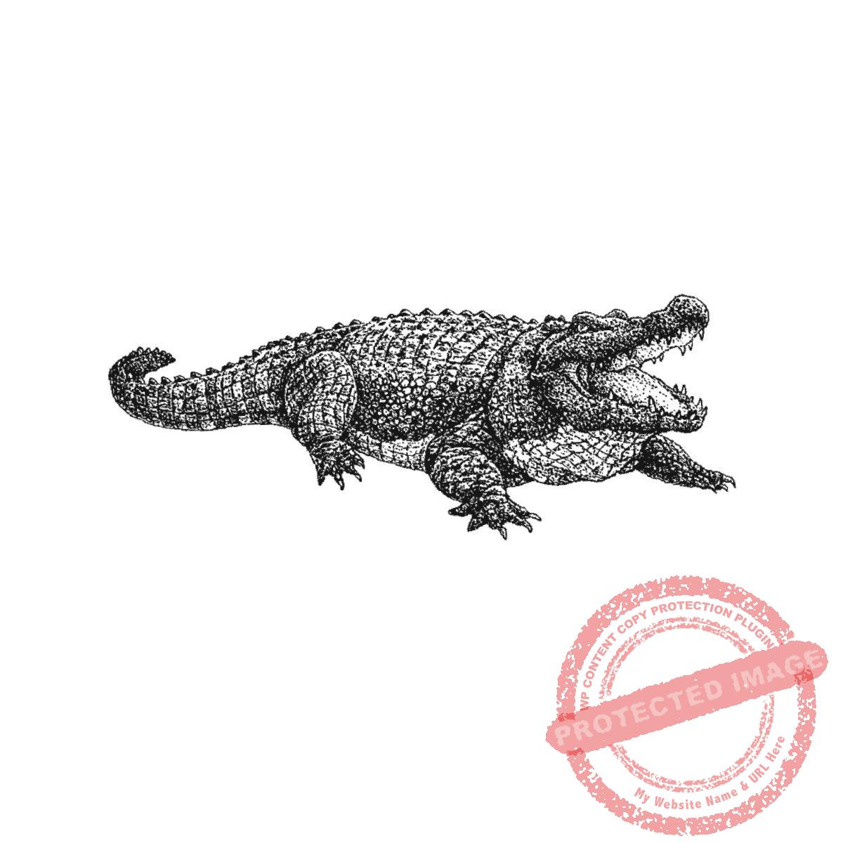 Big Gator, P21-453 E