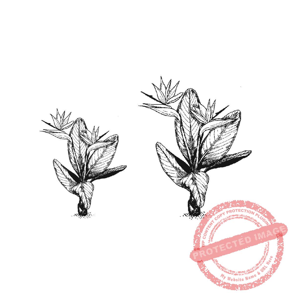 Bird of Paradise Set, M23-473 F