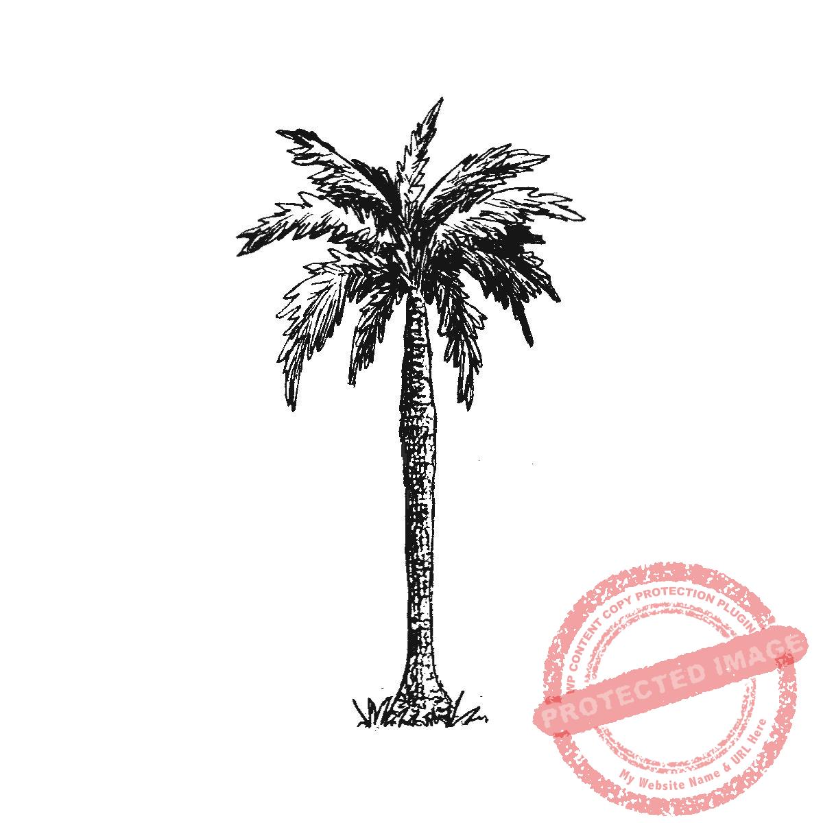Cuban Palm, P22-466 F