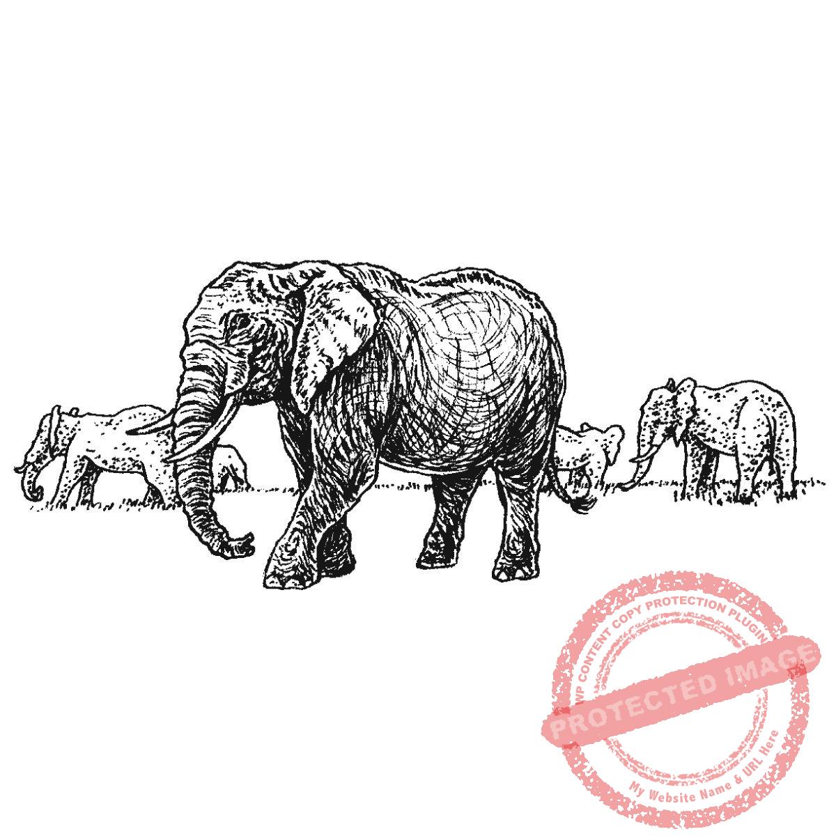 Elephant Herd, P21-442 G