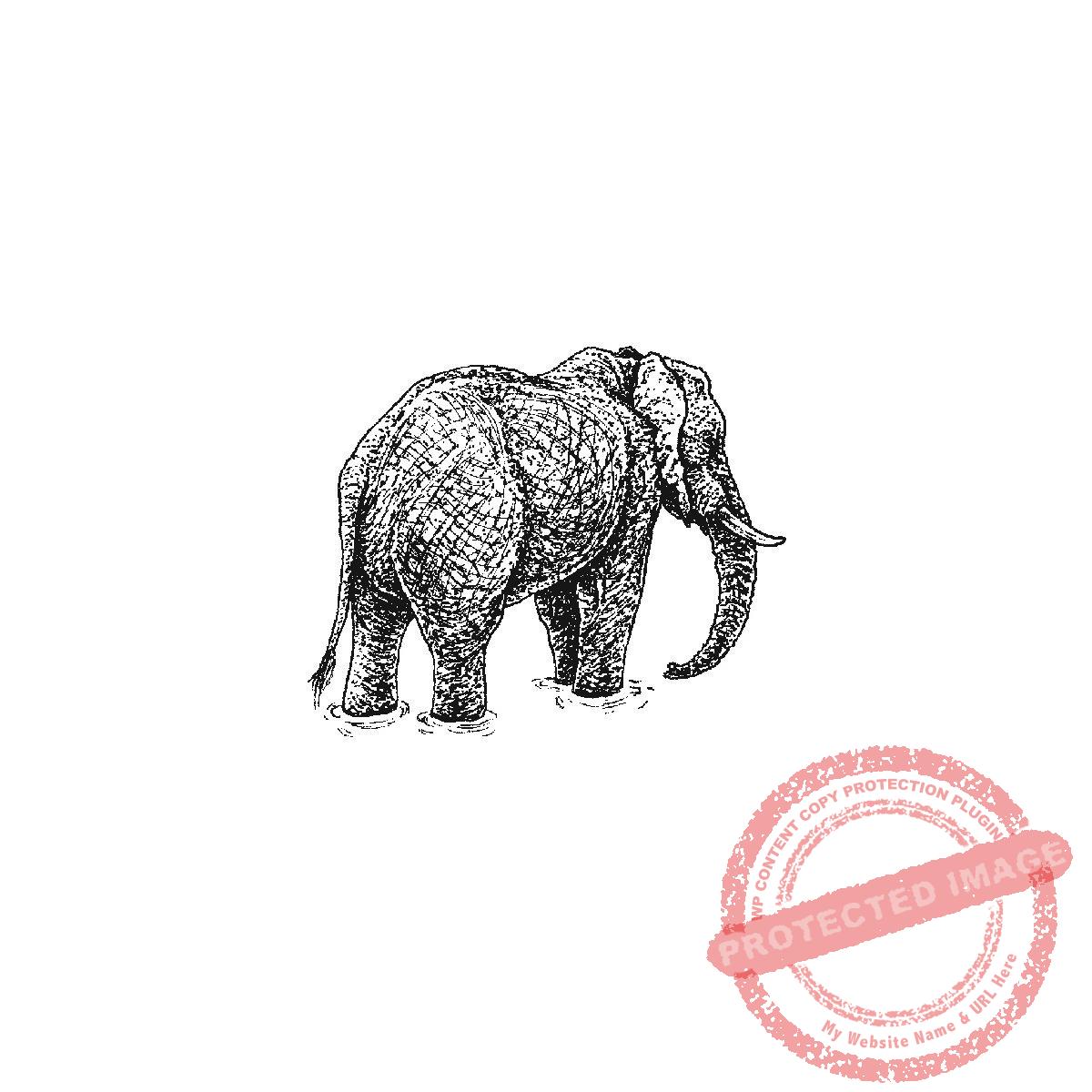 Elephant Looking Away, P21-440 C