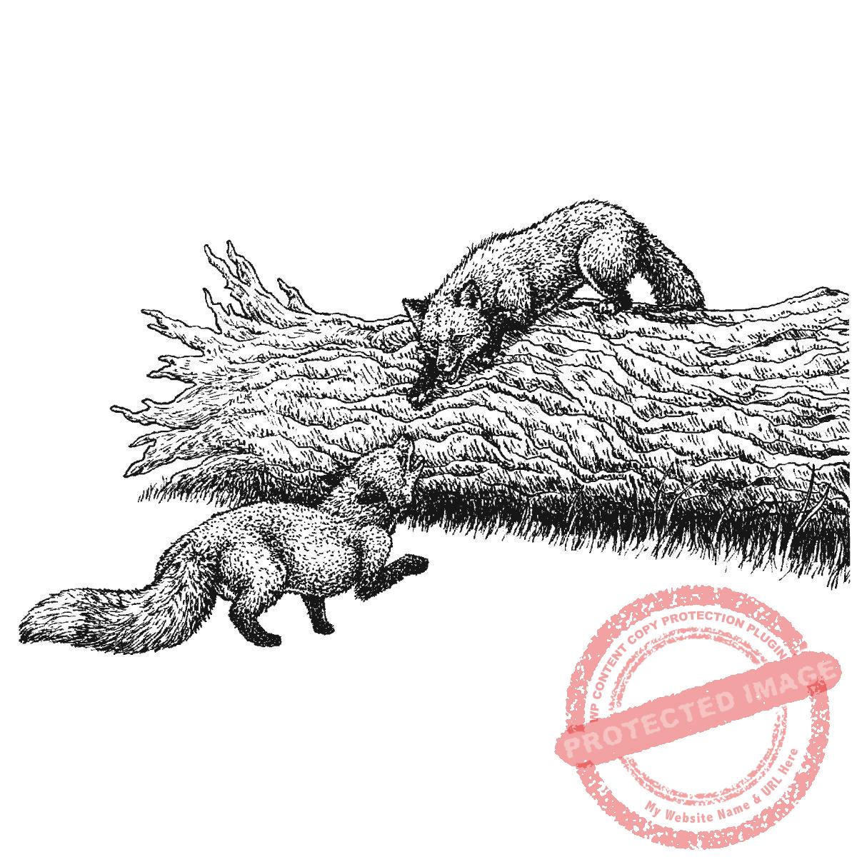 Foxes and Log, P20-425 H
