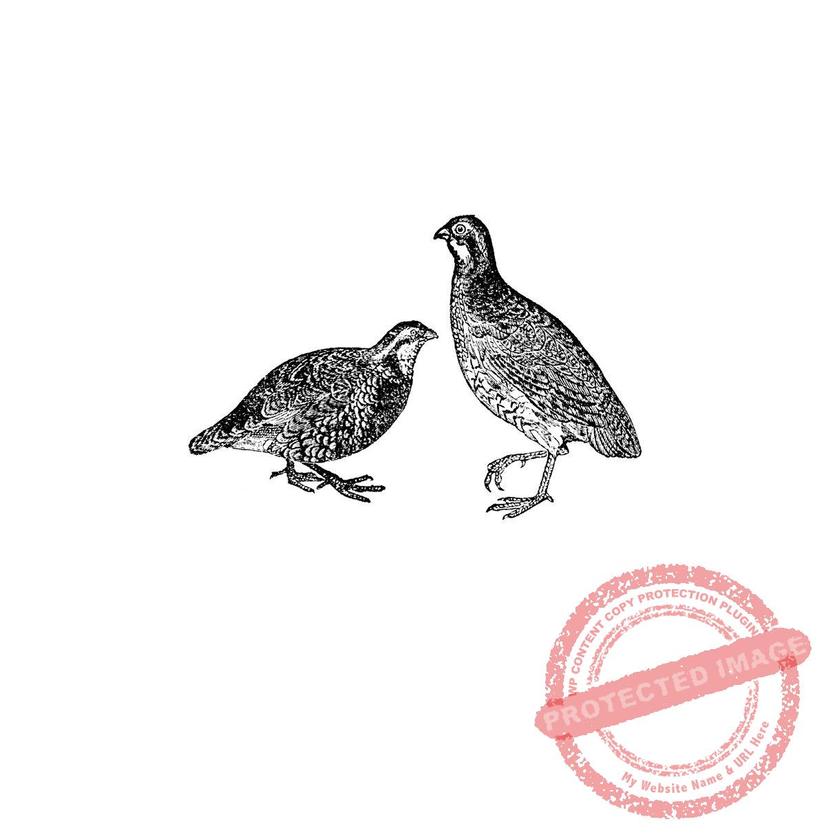 Pair of Quail, T18-386 C