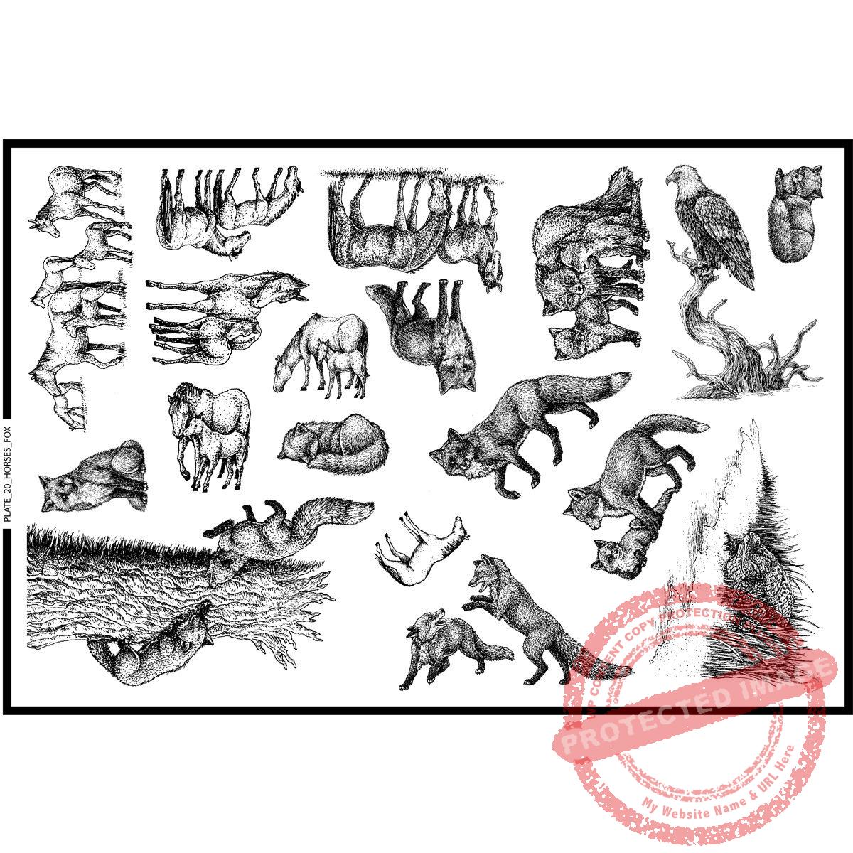 Plate 20, Horses, Foxes and More
