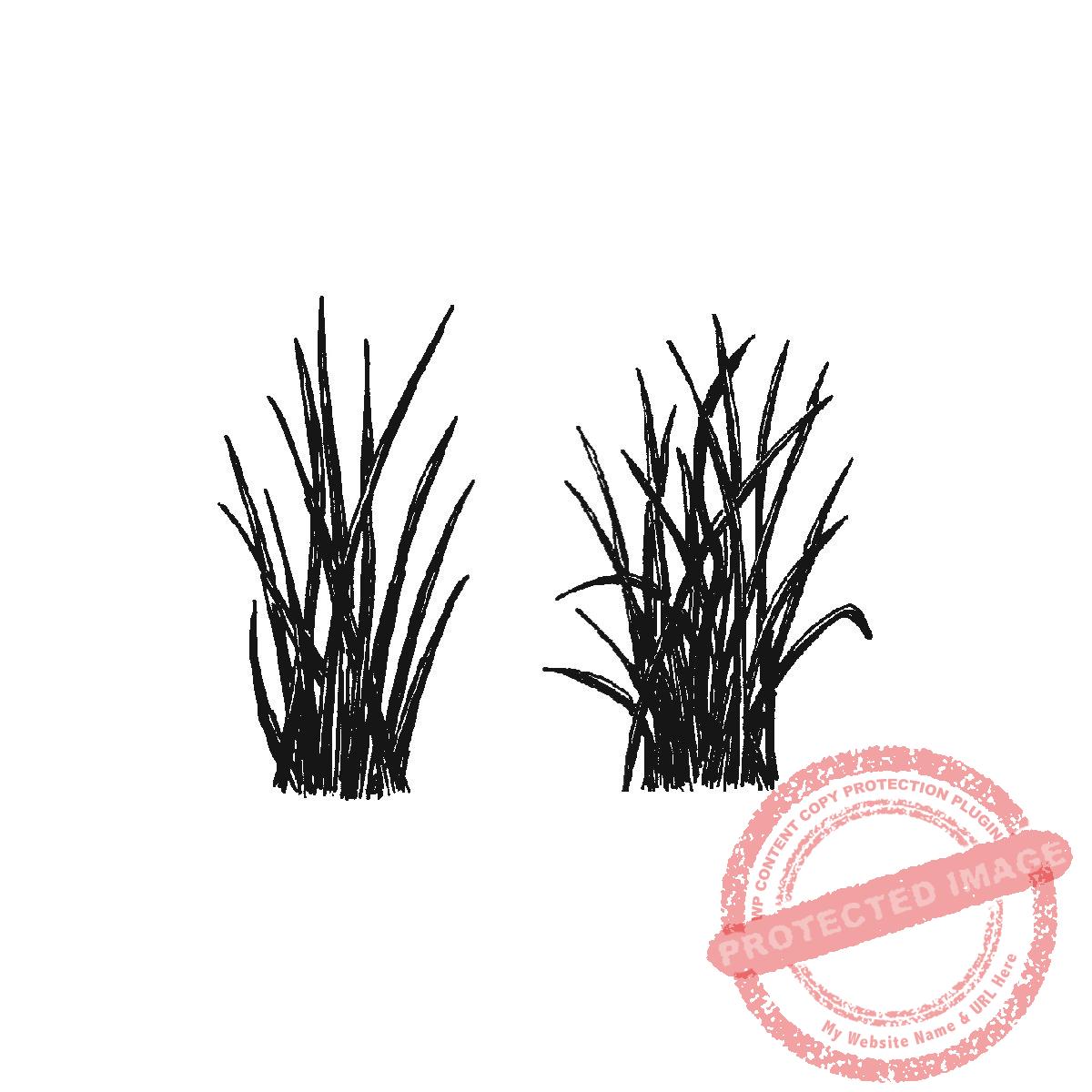 Reeds, set of 2, M23-475 E