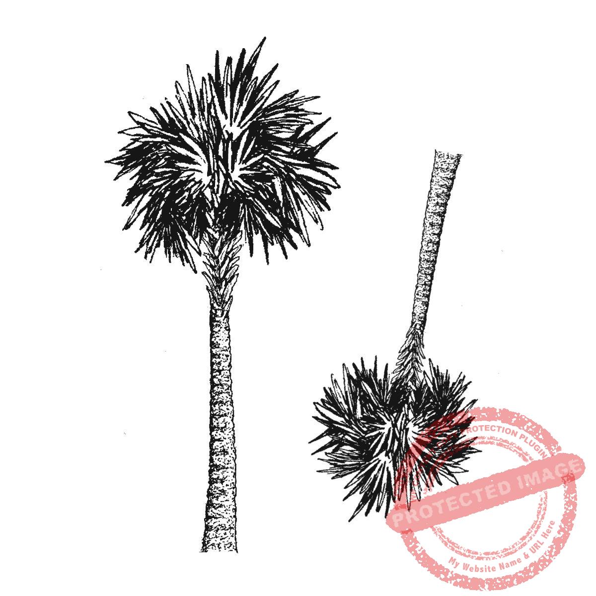 Sabal Palm Set of 2, P22-455 G