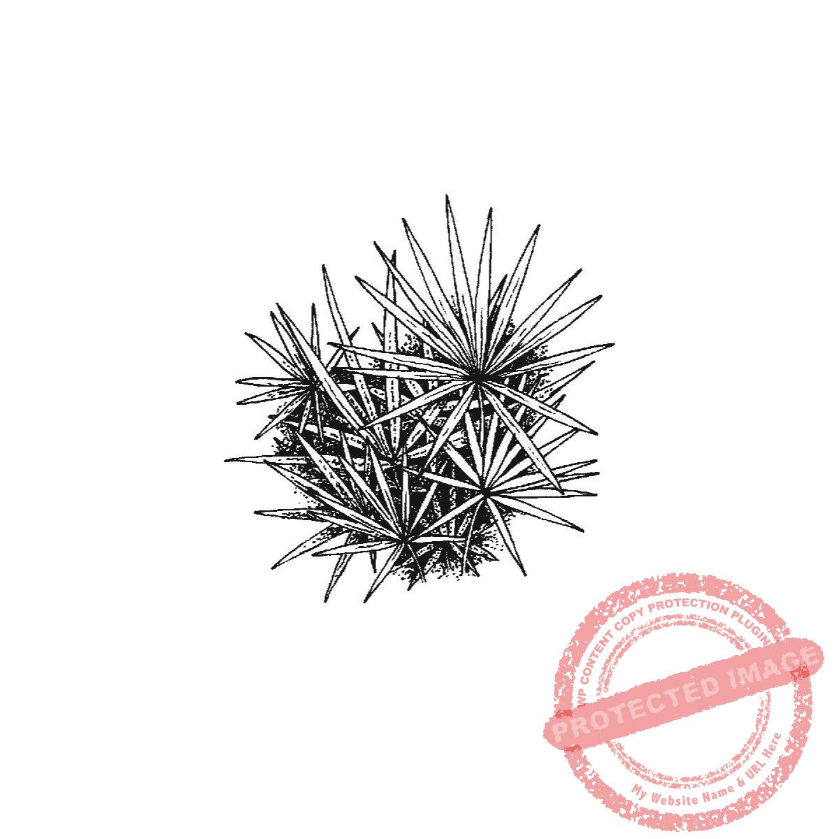 Saw Palmetto Patch, P22-464 C