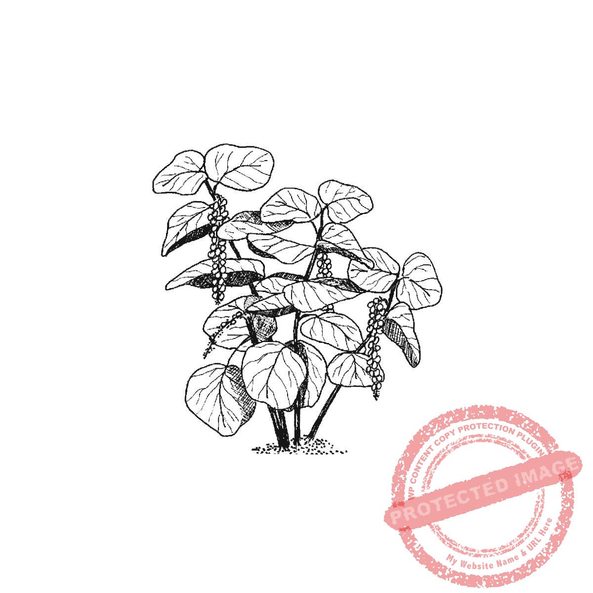 Sea Grapes, M22-459 D