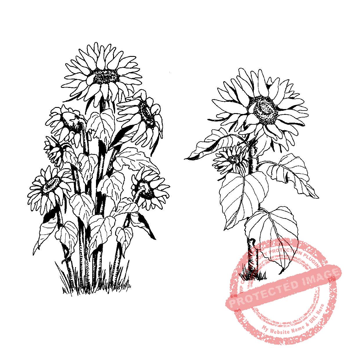 Sunflower Set of 2 images, M18-395 E
