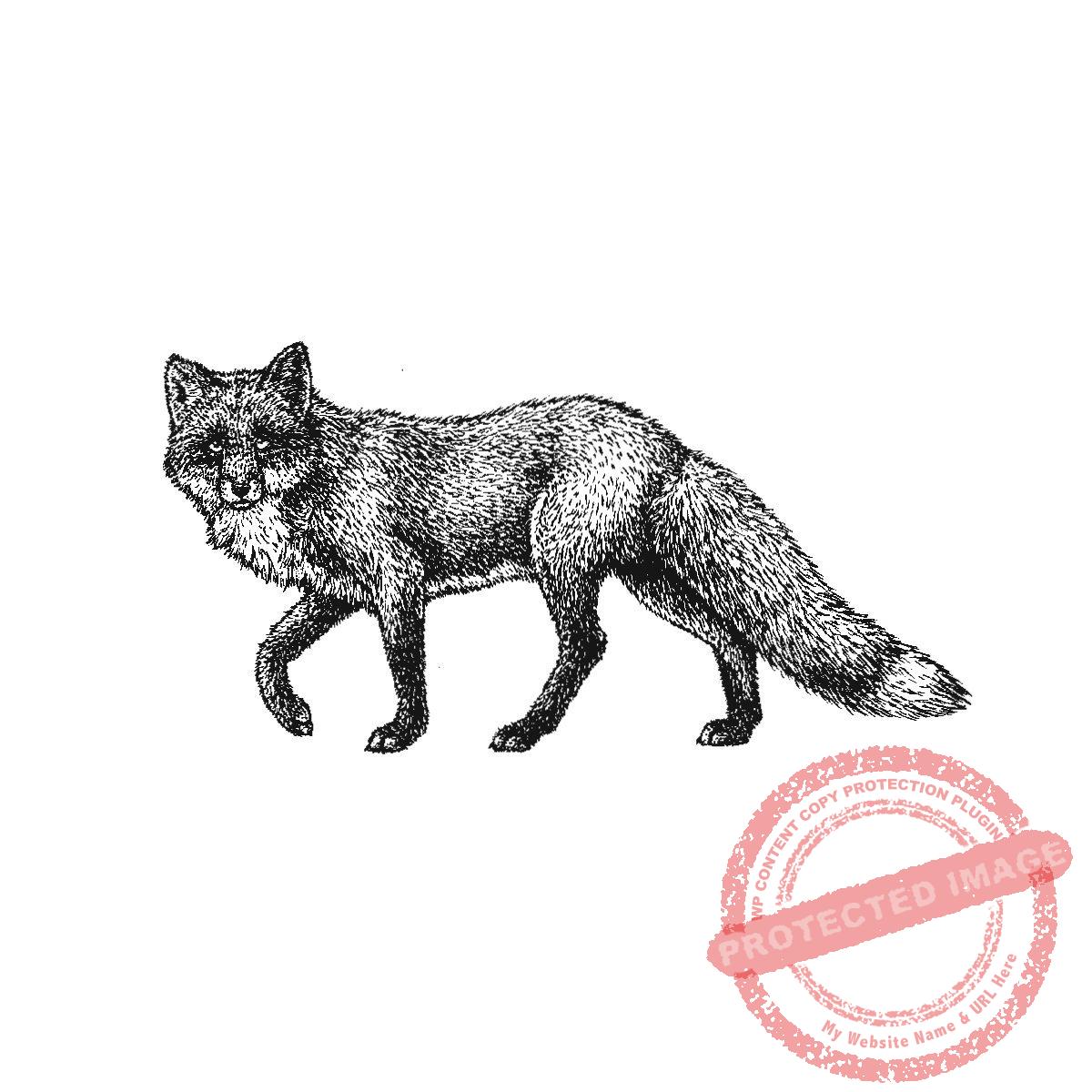 Watchful Fox, P20-426 F