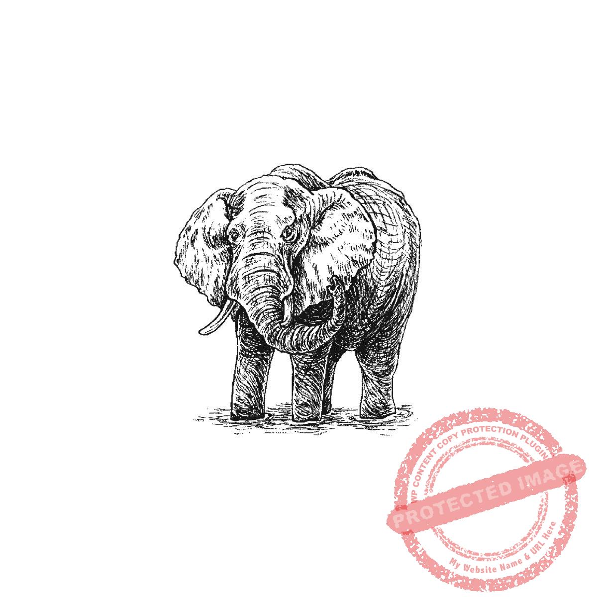 Bull Elephant, P21-439 D