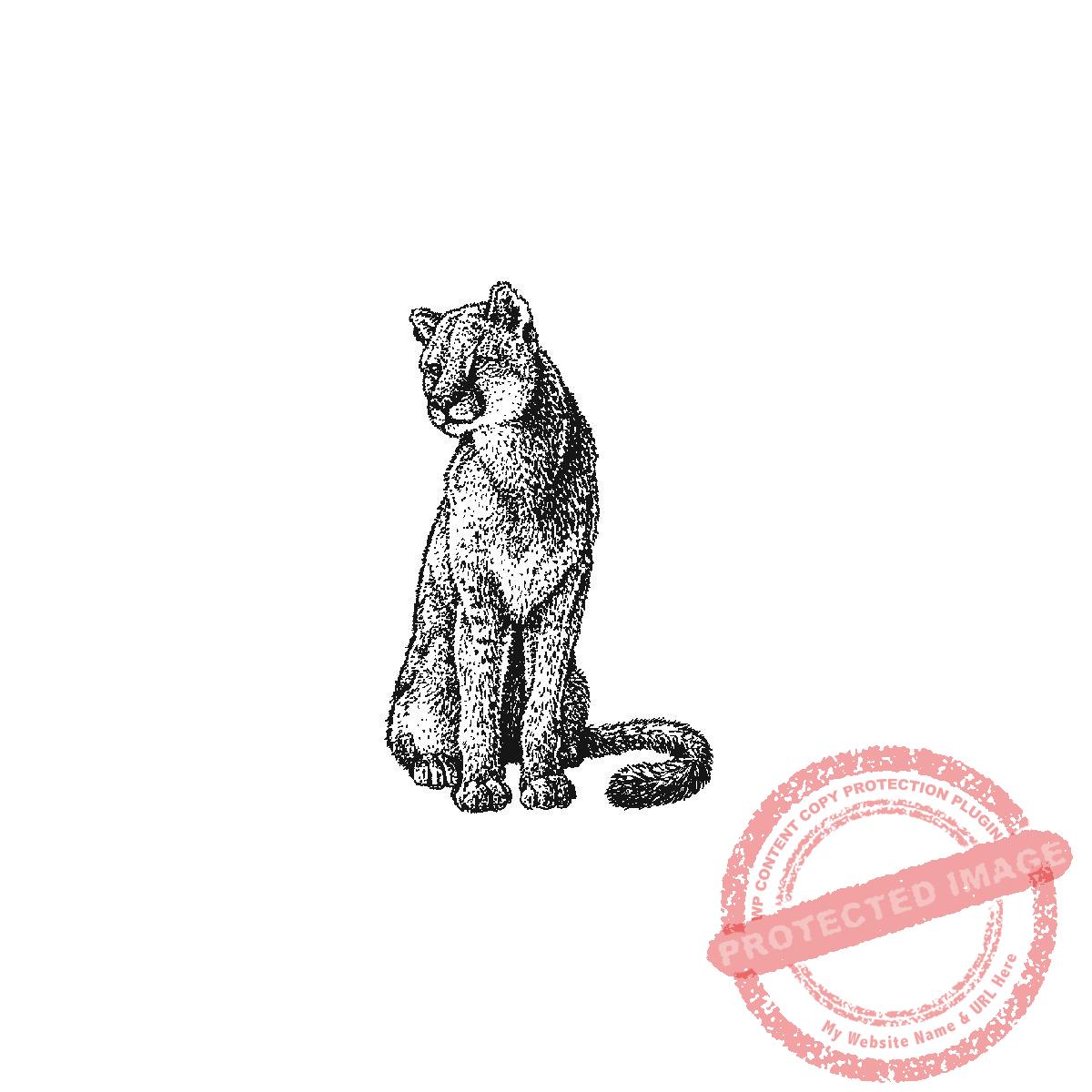 Cougar Gazing, P21-434 D