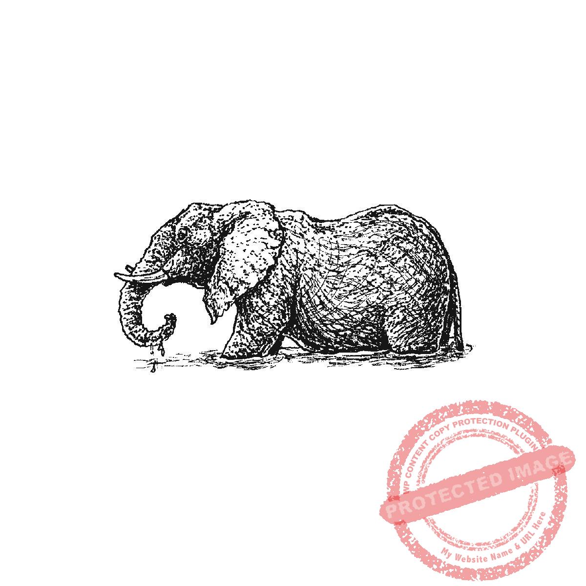 Elephant In Water, P21-443 D