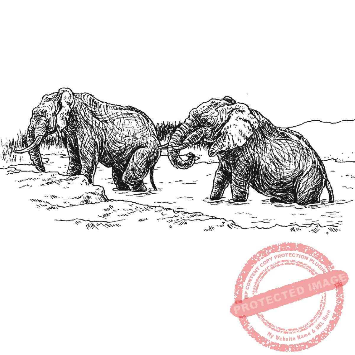 Elephants in Mud Hole, P21-435 G