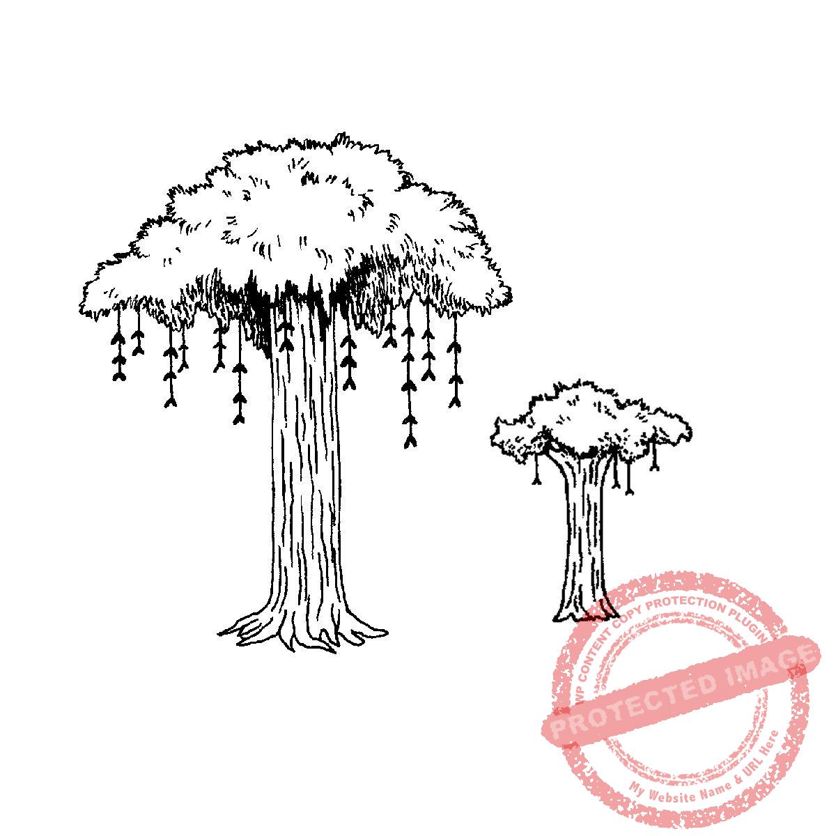 Canopy Tree Pair, P27-526 J