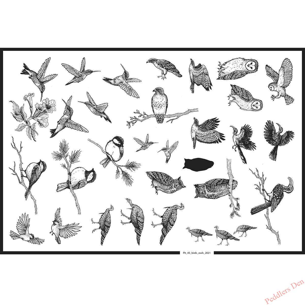 Plate 45 Birds and Owls