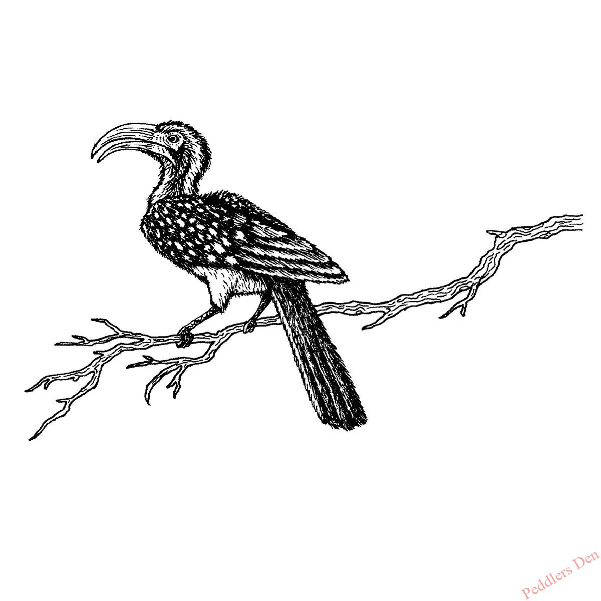 Red (Yellow) Billed Hornbill on branch, P45-706 F