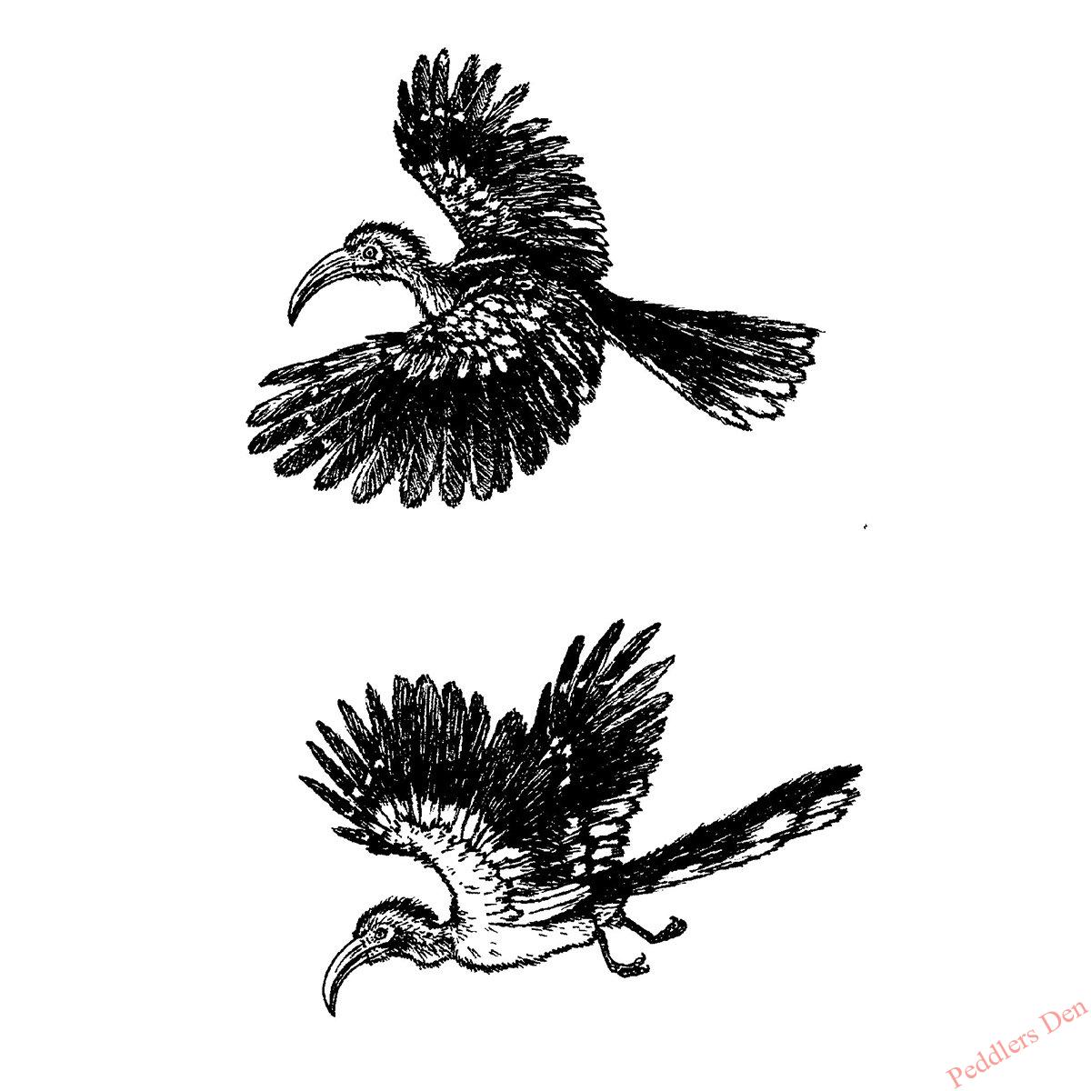 Red (Yellow) Billed Hornbill pair, P45-705 F